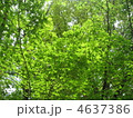新緑