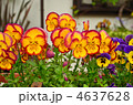 植物・パンジー　スミレ科