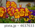 植物・パンジー　スミレ科