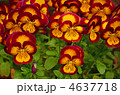 植物・パンジー　スミレ科