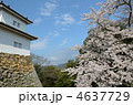 彦根城の櫓と桜　