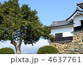 彦根城と椿　