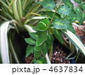 アゲハ蝶の幼虫