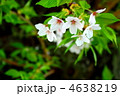 葉桜