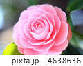椿