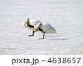 首を掻く　白鳥