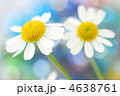 白い花　カラフルなバック