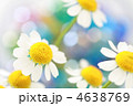 白い花　カラフルなバック