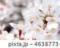 桜の花　一輪アップ