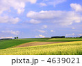 夏空と麦畑