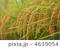 瑞穂