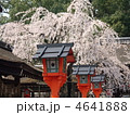 平野神社の桜