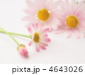 マーガレット