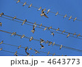 4643773