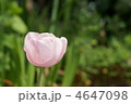 4647098