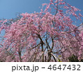 京都青山荘原谷苑の見事な紅枝垂れ