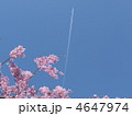 桜と飛行機雲