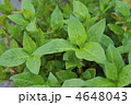 藍の葉
