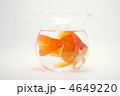 窮屈な金魚