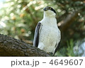 オオタカ　成鳥