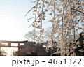 平野神社　春景