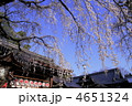 平野神社　春景