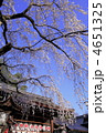 平野神社　春景