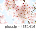 桜　12101