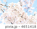 桜　12103