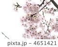 桜　12106