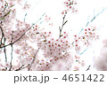 桜　12107