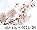桜　12110