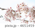 桜　12118