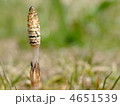 土筆