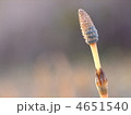 土筆
