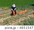 玉ねぎの収穫