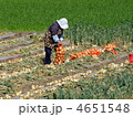 玉ねぎの収穫