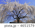 京都　本満寺の枝垂れ桜