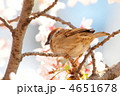 桜の花に囲まれるスズメ