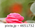 乙女椿