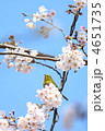 メジロと桜