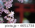 枝垂れ桜と赤い鳥居
