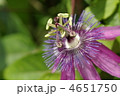時計草 トケイソウ 春の花
