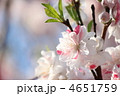 花もも