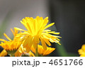 キンセンカ