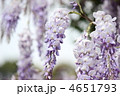 藤の花