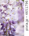藤の花