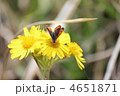 ベニシジミ