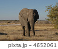 野生のアフリカゾウ