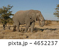 野生のアフリカゾウ